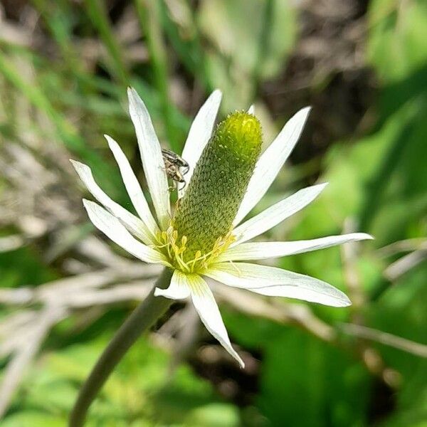 Anemone decapetala Flower