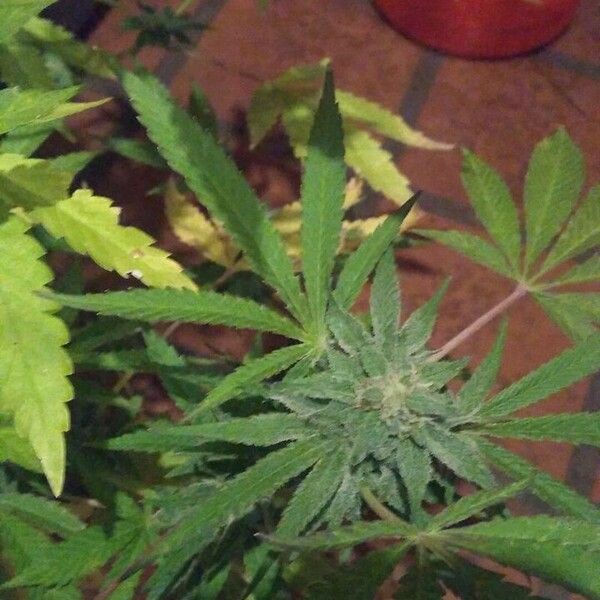 Cannabis sativa Leaf