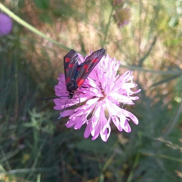 Knautia arvensis Květ