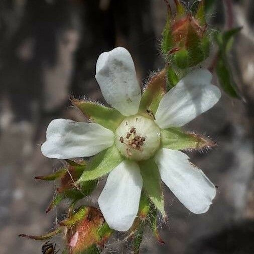 Potentilla caulescens Blüte