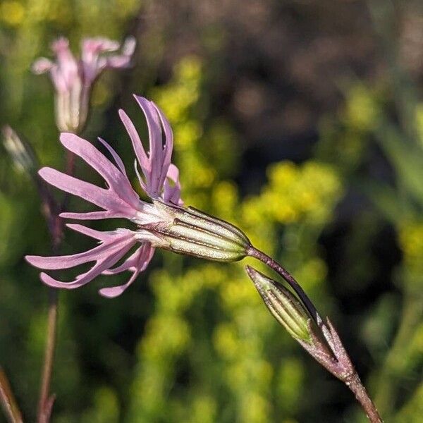 Silene flos-cuculi फूल