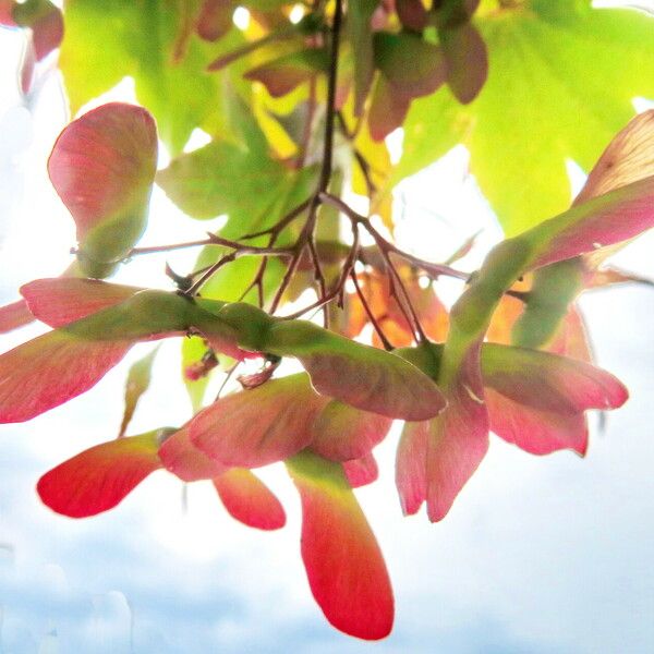 Acer palmatum Frugt