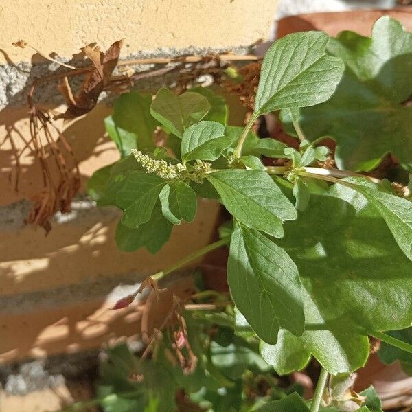 Amaranthus blitum Інше