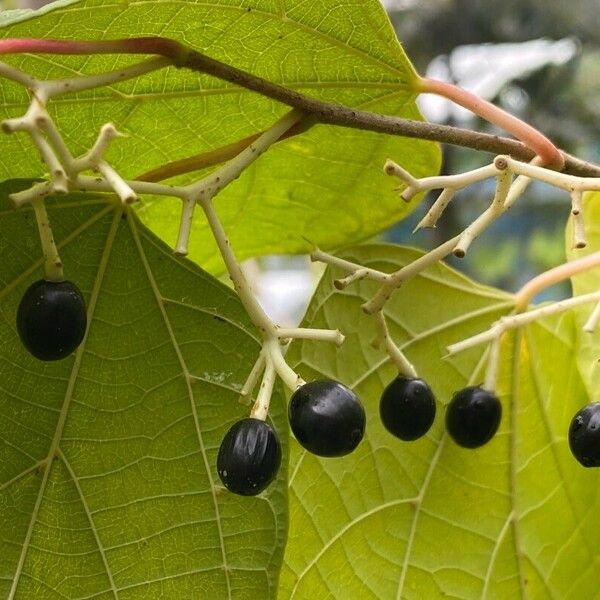 Alangium chinense Fruitua