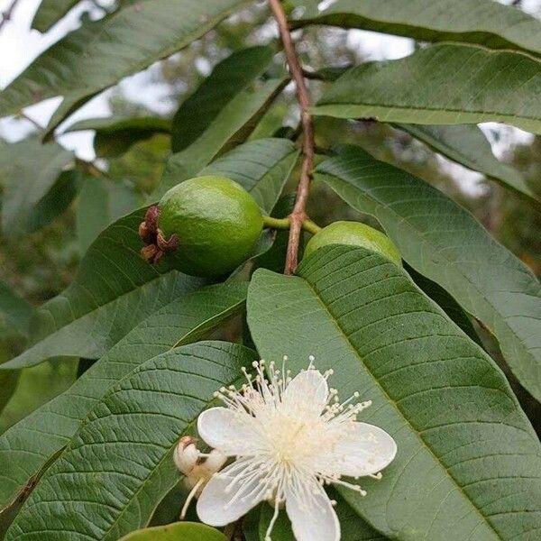 Psidium guajava Leaf