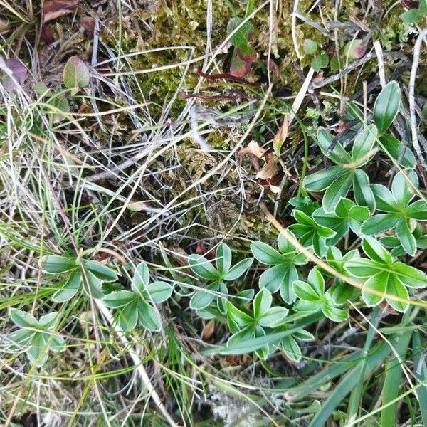 Alchemilla saxatilis Листок