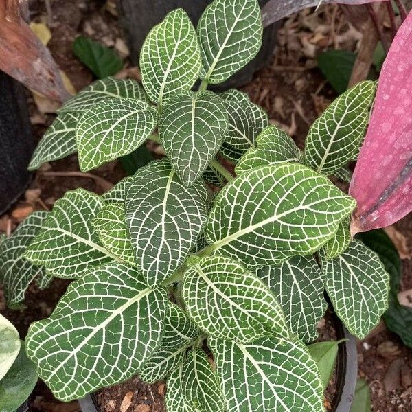 Fittonia albivenis Hoja