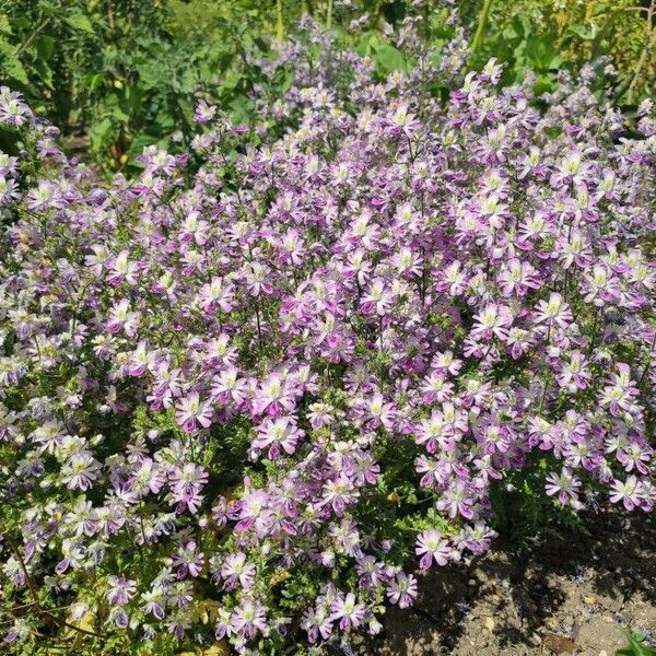 Schizanthus pinnatus Žiedas