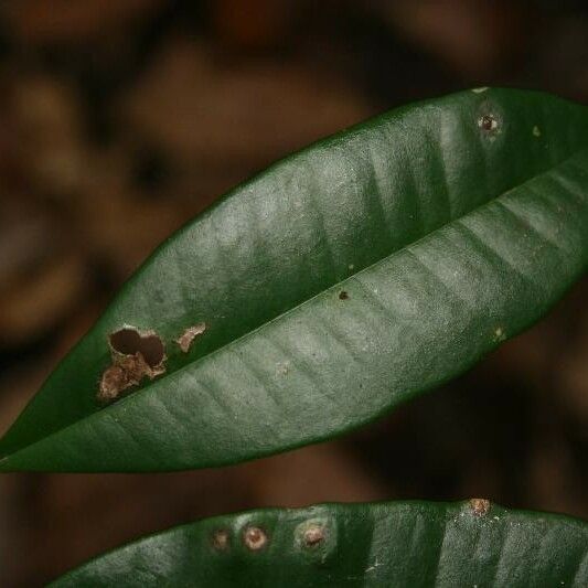 Myrcia decorticans Leaf