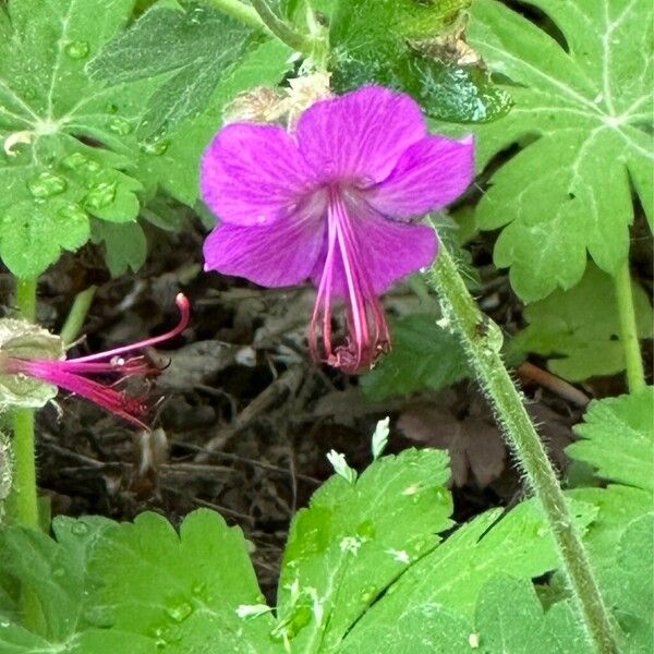 Geranium macrorrhizum Fiore