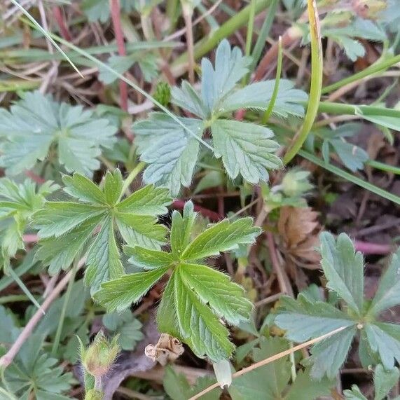 Potentilla verna Liść