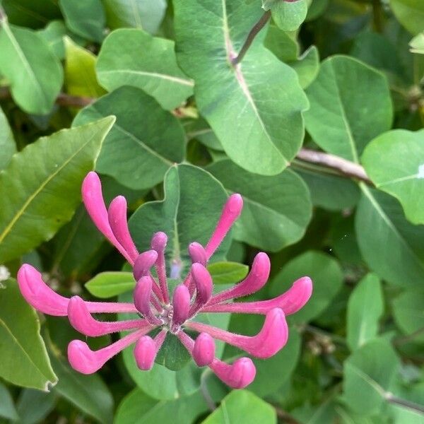 Lonicera sempervirens عادت