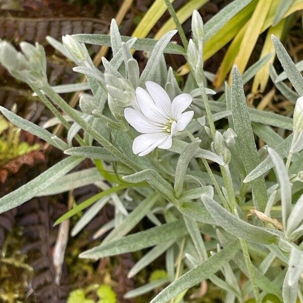 Cerastium tomentosum Hostoa