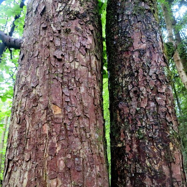 Ulmus laevis বাকল