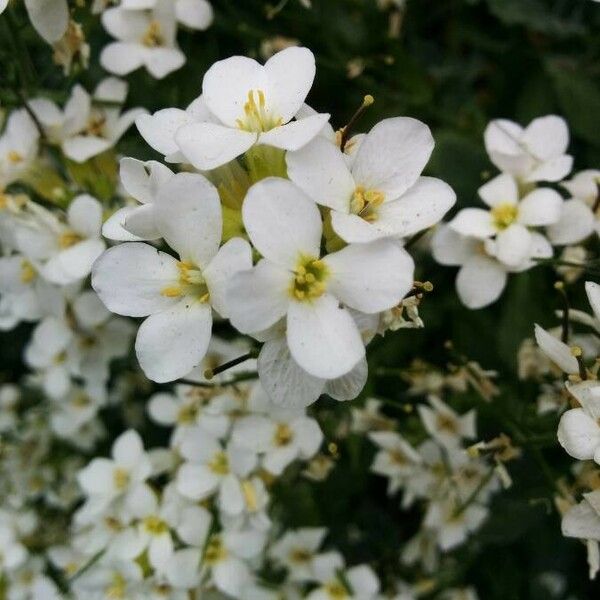 Arabis alpina പുഷ്പം