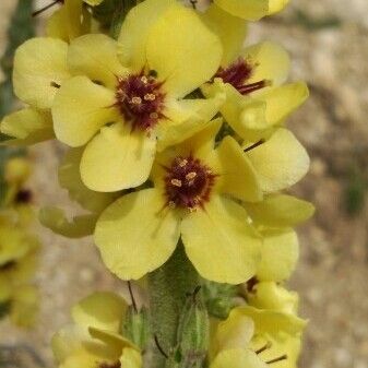 Verbascum boerhavii Květ