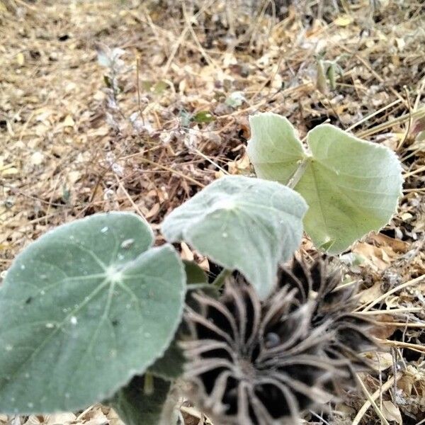 Abutilon hirtum Leaf