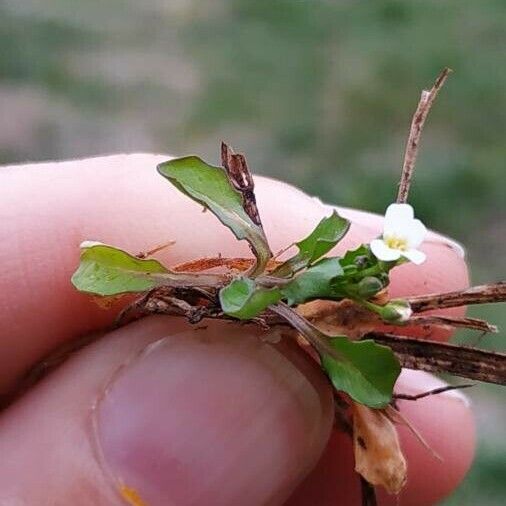 Calepina irregularis Buveinė