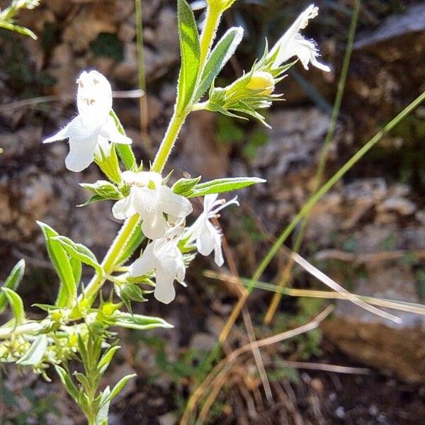 Satureja montana फूल