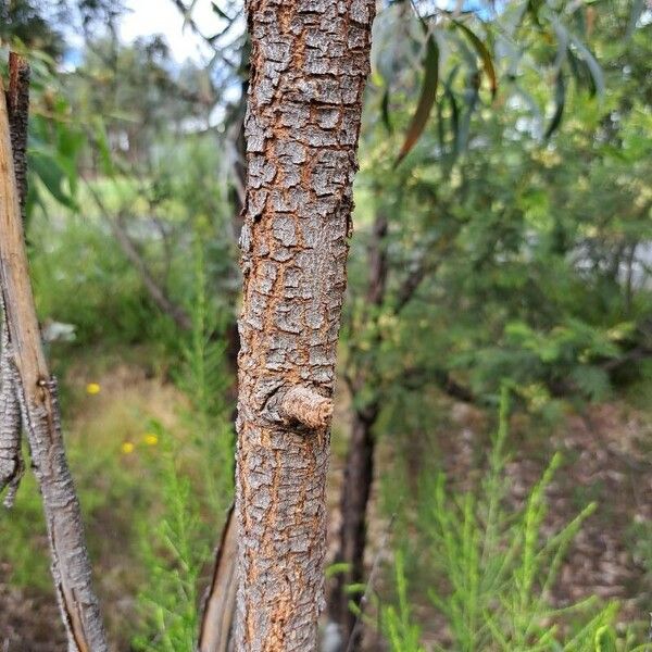 Acacia retinodes Écorce