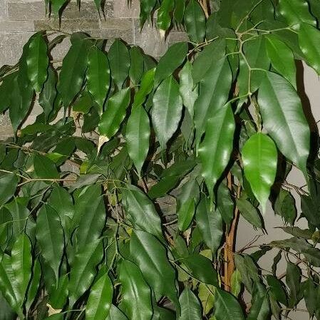 Ficus benjamina Foglia