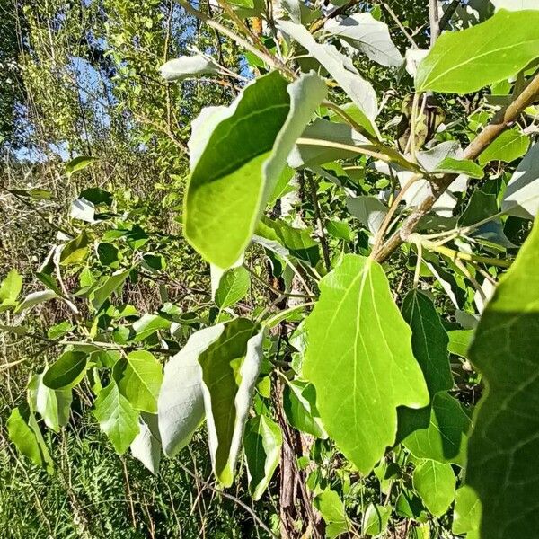 Populus alba List