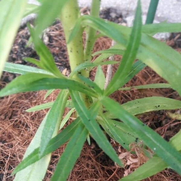 Angelonia biflora Leaf