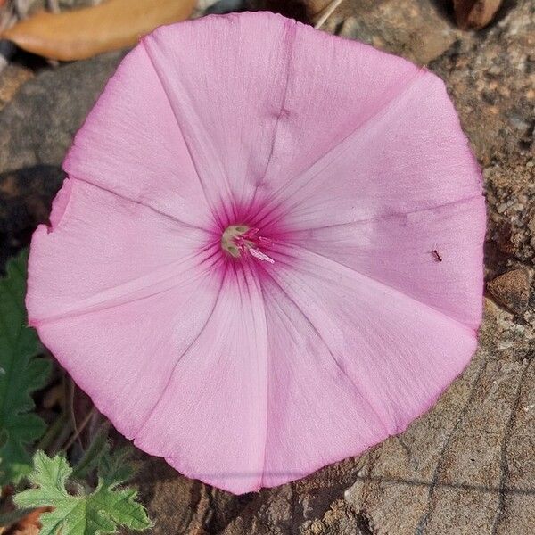 Convolvulus althaeoides Flower