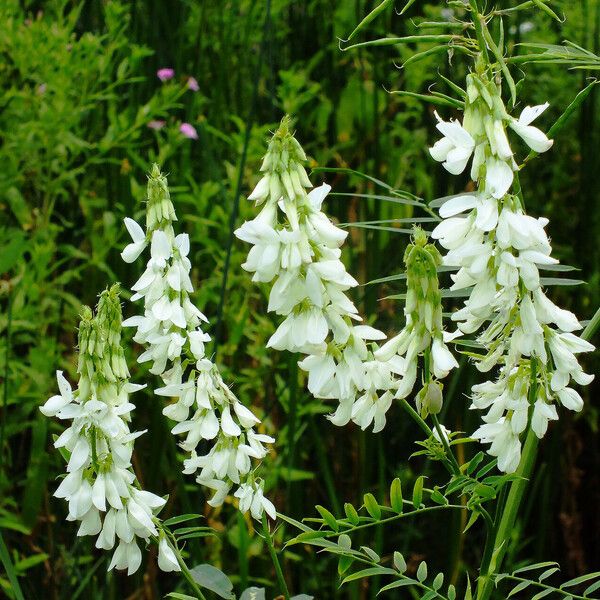 Galega officinalis ᱵᱟᱦᱟ