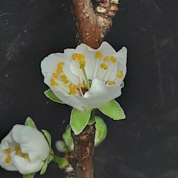 Prunus salicina Цветок