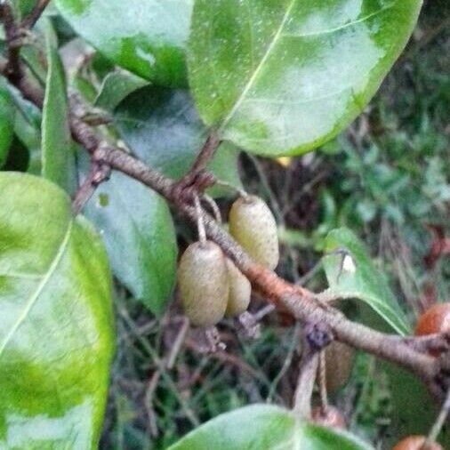 Elaeagnus pungens फल