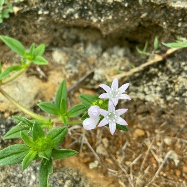 Richardia scabra Flower