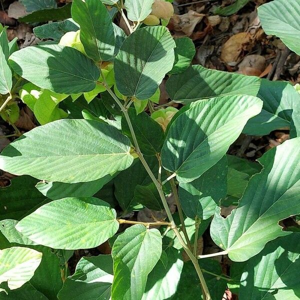 Flemingia strobilifera Frunză