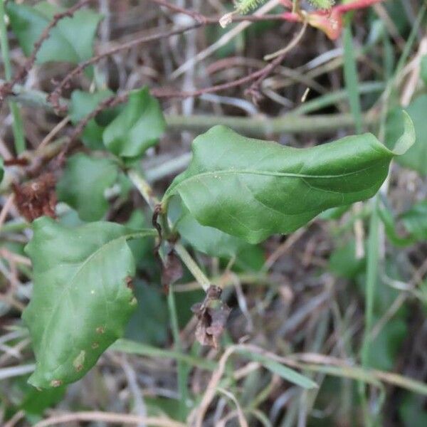 Plumbago zeylanica Hoja