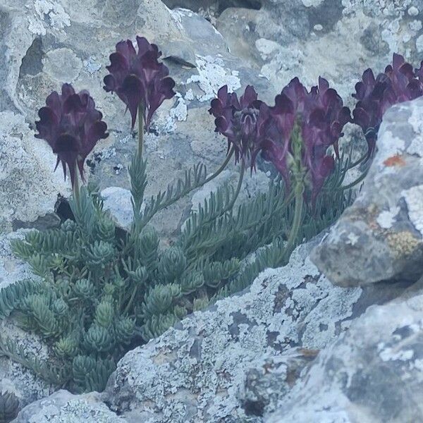 Linaria aeruginea Flor