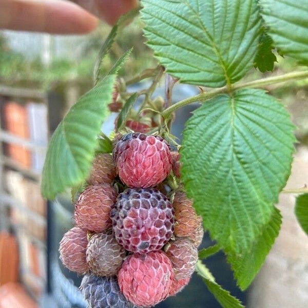 Rubus niveus Плод