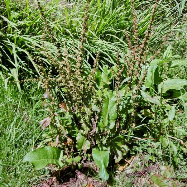 Rumex crispus Pokrój