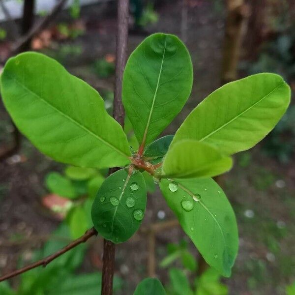 Exochorda racemosa Hoja