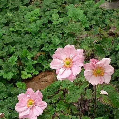 Eriocapitella tomentosa Blomma