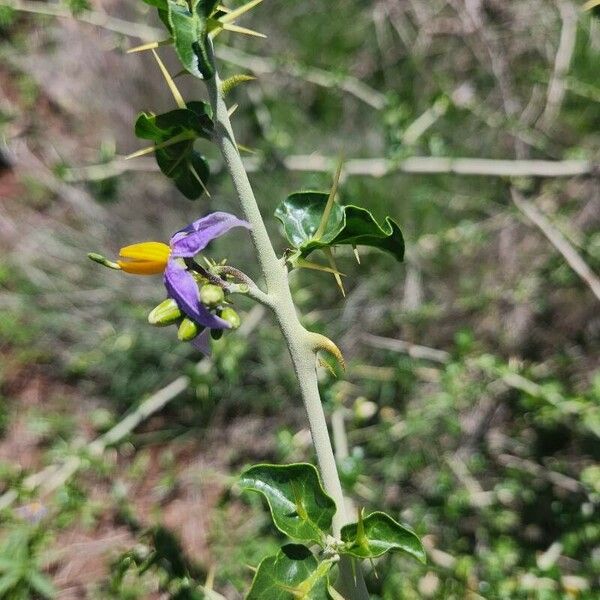 Solanum arundo পাতা