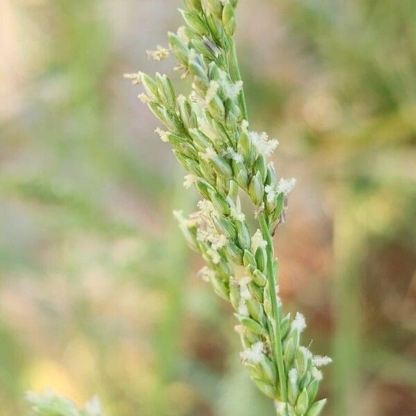 Sorghum halepense Çiçek