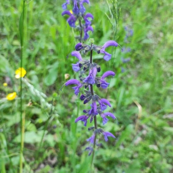 Salvia pratensis Květ