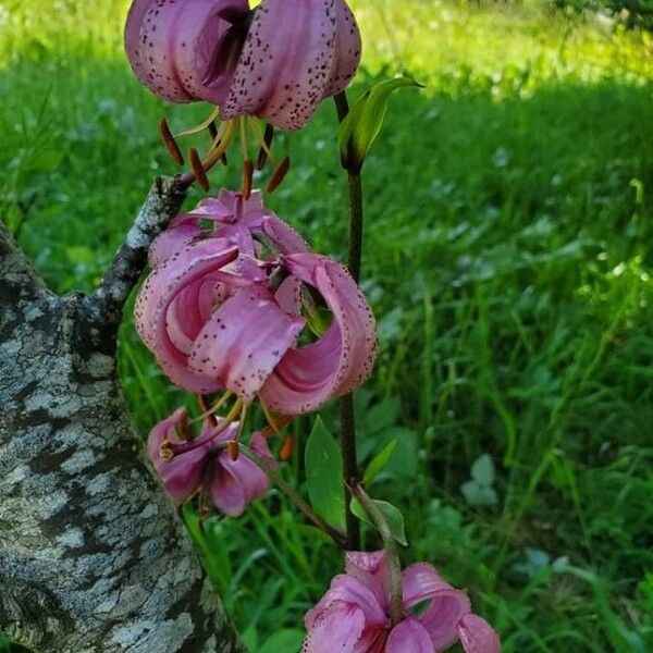 Lilium martagon फूल