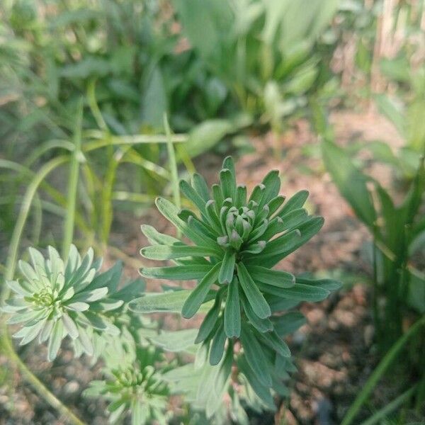 Euphorbia esula Blatt