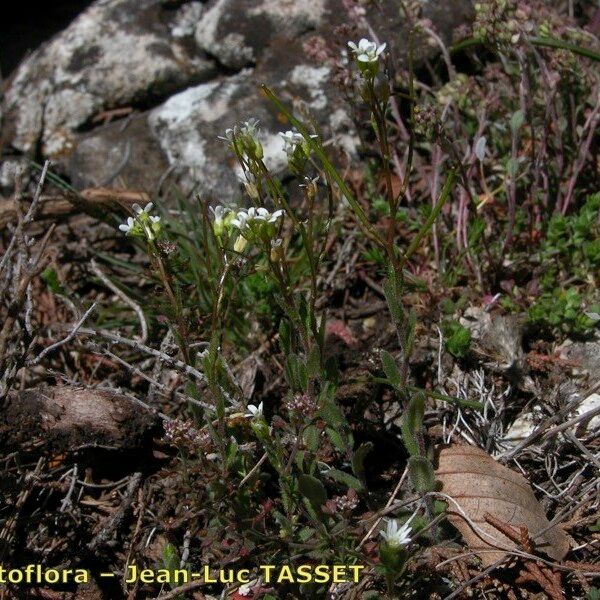 Arabis auriculata Habit