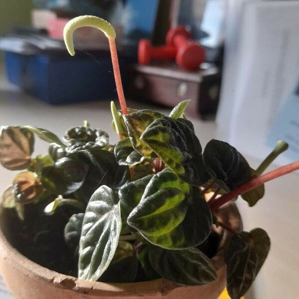 Peperomia caperata Alkat (teljes növény)