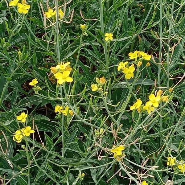 Diplotaxis tenuifolia Tervik taim