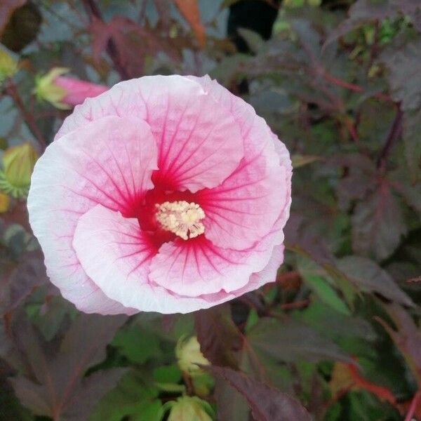 Hibiscus moscheutos Flower