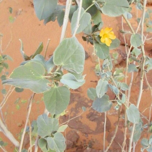 Abutilon grandifolium Çiçek