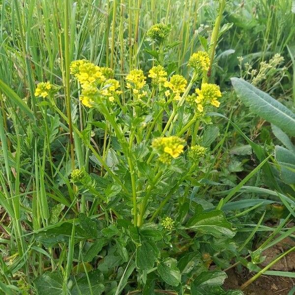 Barbarea vulgaris Flor